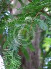 Metasequoia glyptostroboides