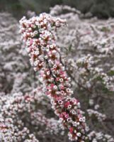 Micromyrtus ciliata