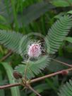 Mimosa pudica