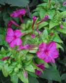 Mirabilis jalapa