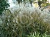 Miscanthus sinensis Zebrinus