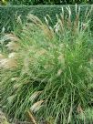 Miscanthus sinensis Gracillimus