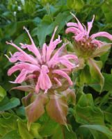 Monarda Croftway Pink