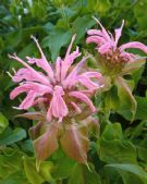 Monarda Croftway Pink