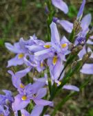 Moraea polystachya