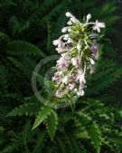 Morina longifolia