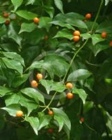 Gynochthodes jasminoides