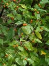 Gynochthodes jasminoides