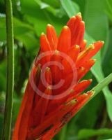 Musa coccinea