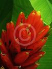 Musa coccinea