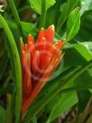 Musa coccinea