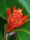 Musa coccinea