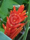 Musa coccinea