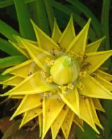 Ensete lasiocarpum