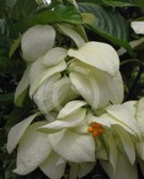 Mussaenda Aurorae