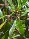 Myoporum acuminatum