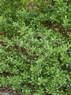 Myoporum boninense australe