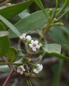 Myoporum insulare