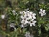 Myoporum parvifolium