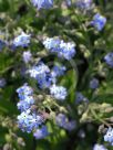 Myosotis sylvatica