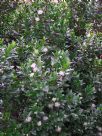 Myrtus communis