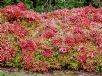 Nandina domestica Pygmaea