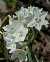 Narcissus papyraceus