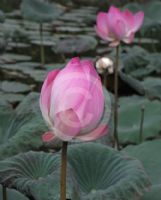 Nelumbo nucifera