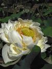 Nelumbo nucifera