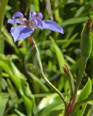 Neomarica caerulea