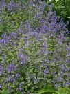 Nepeta faassenii