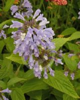 Nepeta subsessilis