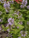 Nepeta subsessilis