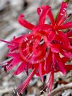 Nerine sarniensis