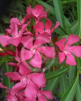 Nerium oleander Cherry Surprise