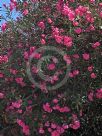 Nerium oleander Splendens