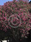 Nerium oleander Splendens