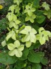 Nicotiana sanderae