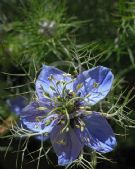 Nigella damascena