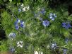 Nigella damascena