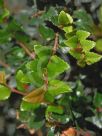 Nothofagus cunninghamii