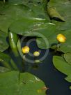 Nuphar lutea