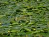 Nuphar lutea