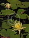 Nymphaea Hardy