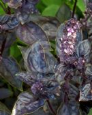 Ocimum basilicum Dark Opal