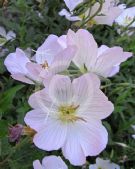 Oenothera speciosa