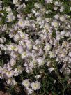 Oenothera speciosa