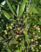 Olea europaea cuspidata