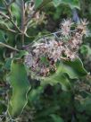 Olearia albida