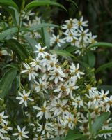 Olearia elliptica